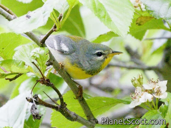 Northern Parula (Setophaga americana)