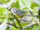 Northern Parula (Setophaga americana)