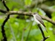 Eastern Wood-Pewee (Contopus virens)