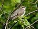 Black-billed Cuckoo (Coccyzus erythropthalmus)