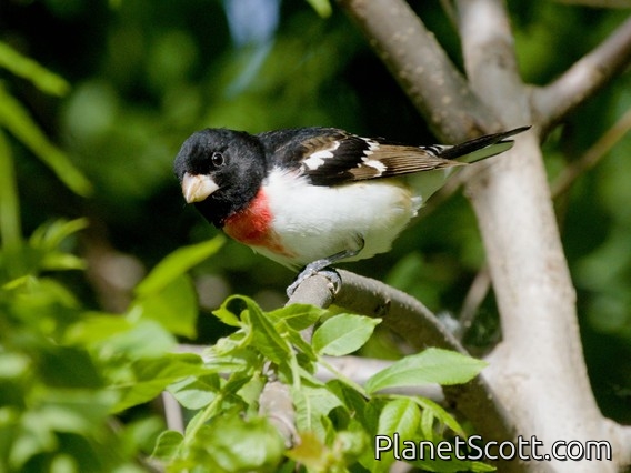 Rose-breasted Grosbeak (Pheucticus ludovicianus)