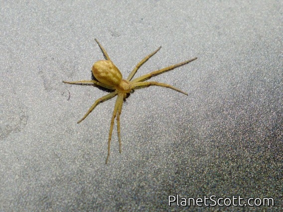 Long-bodied Cellar Spider (Pholcus phalangioides)
