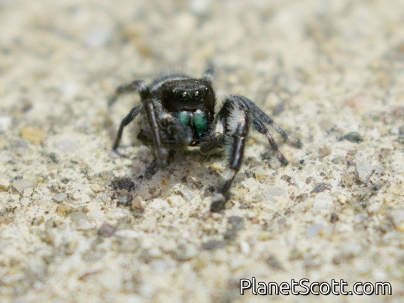Bold Jumping Spider (Phidippus audax)