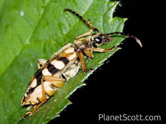 Flower Longhorn Beetle (Xestoleptura crassipes)