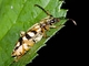 Flower Longhorn Beetle (Xestoleptura crassipes)