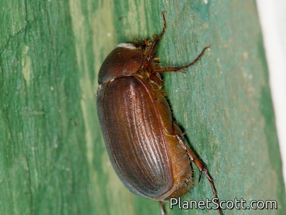 Asiatic Garden Beetle (Maladera formosae)