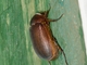 Asiatic Garden Beetle (Maladera formosae)