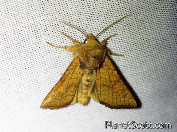 Pacific Quaker (Orthosia pacifica)