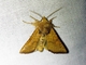 Pacific Quaker (Orthosia pacifica)