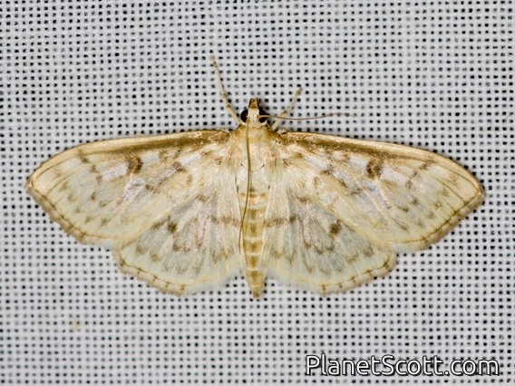 Pearl Moth (Herpetogramma aquilonalis)