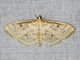 Pearl Moth (Herpetogramma aquilonalis)