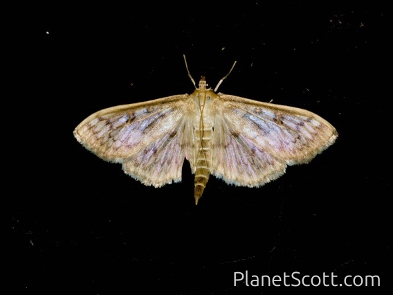 Bold-feathered Grass Moth (Herpetogramma pertextalis)