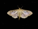 Bold-feathered Grass Moth (Herpetogramma pertextalis)