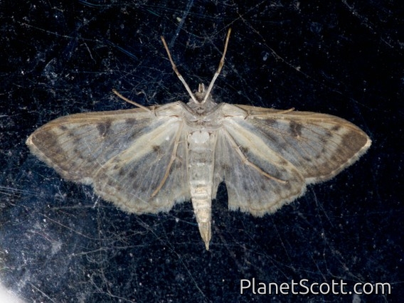 Pearl Moth (Herpetogramma sp)