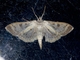 Pearl Moth (Herpetogramma sp)
