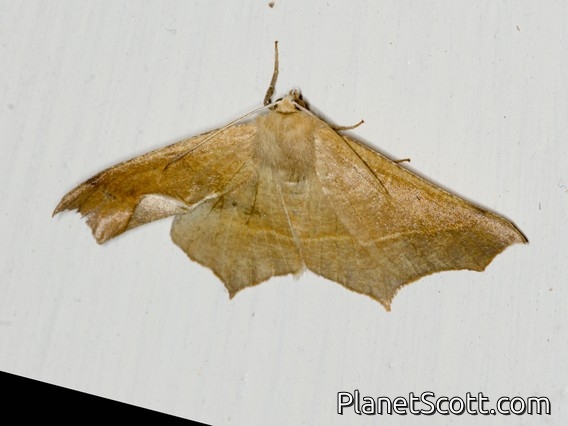 Geometer Moth (Tetracis cervinaria)