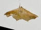 Geometer Moth (Tetracis cervinaria)