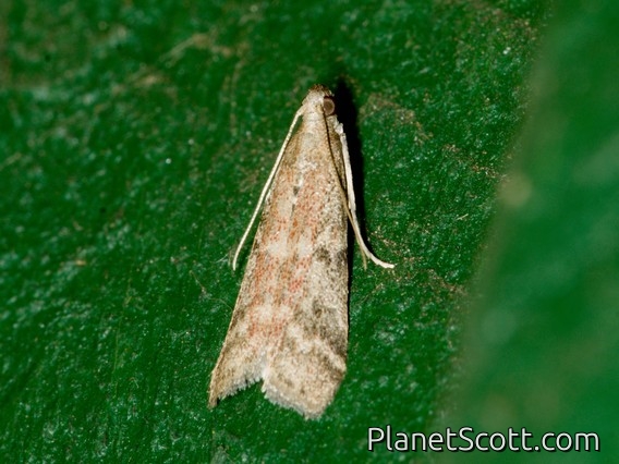 Tobacco Moth (Ephestia elutella)