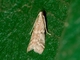 Tobacco Moth (Ephestia elutella)