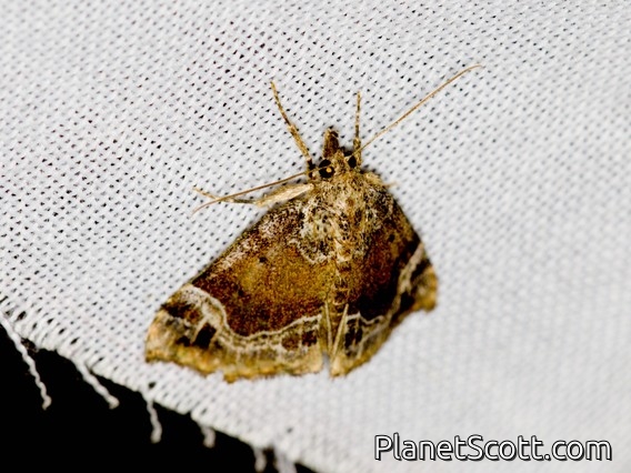 Hypenine Snout Moth (Hypena sp)