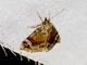 Hypenine Snout Moth (Hypena sp)
