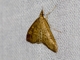 Pearl Moth (Mecyna mustelinalis)