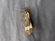 Lichen Moth (Cisthene faustinula)