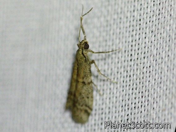 Flour Moth (Ephestia sp)