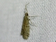 Flour Moth (Ephestia sp)