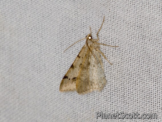 Angle Moth (Macaria adonis)