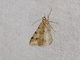 Angle Moth (Macaria adonis)