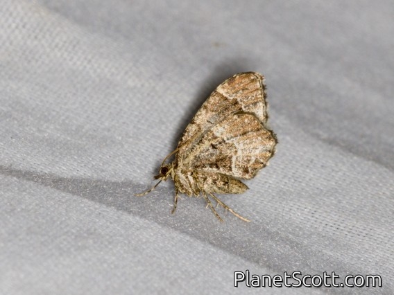 Geometer Moth (Ceratodalia sp)