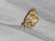 Geometer Moth (Ceratodalia sp)