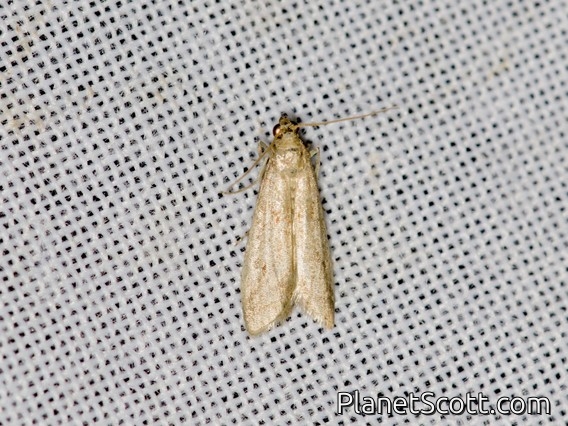 Knot-horn Moth (Phycitinae sp)