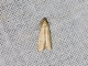 Knot-horn Moth (Phycitinae sp)