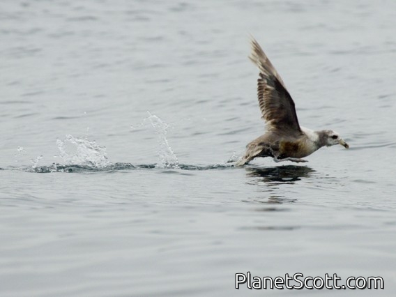 Northern Fulmar (Fulmarus glacialis)