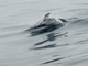 Pacific White-sided Dolphin (Lagenorhynchus obliquidens)