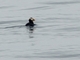 Tufted Puffin (Fratercula cirrhata)