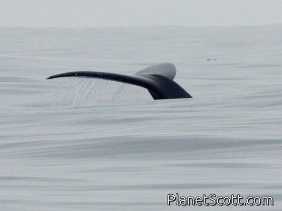 Humpback Whale (Megaptera novaeangliae)
