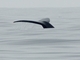 Humpback Whale (Megaptera novaeangliae)
