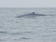 Blue Whale (Balaenoptera musculus)