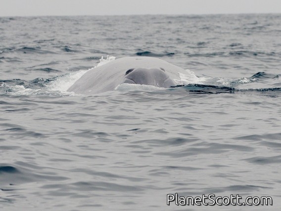 Blue Whale (Balaenoptera musculus)
