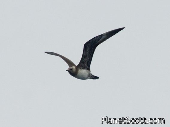 Long-tailed Jaeger (Stercorarius longicaudus)