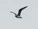 Long-tailed Jaeger (Stercorarius longicaudus)