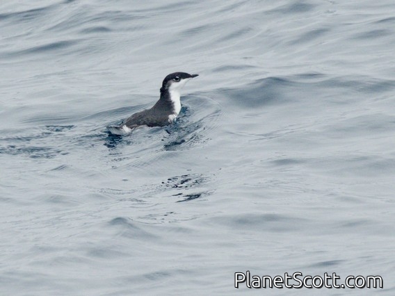 Scripps's Murrelet (Synthliboramphus scrippsi)