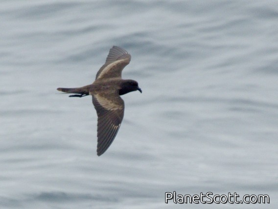 Black Storm-Petrel (Hydrobates melania)