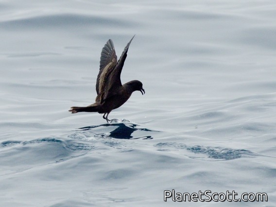 Black Storm-Petrel (Hydrobates melania)