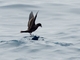 Black Storm-Petrel (Hydrobates melania)