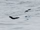 Ashy Storm-Petrel (Hydrobates homochroa)