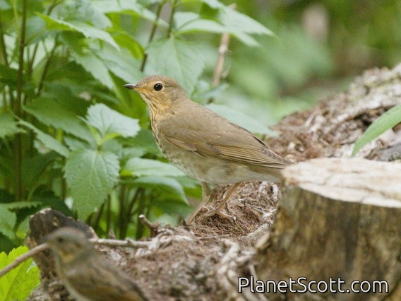 Swainson's Thrush (Catharus ustulatus)